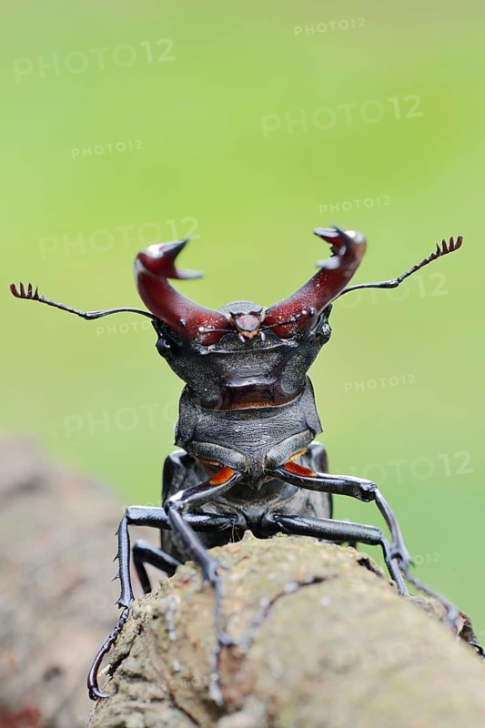 Stag beetle (Lucanus cervus), male, Normandy, France