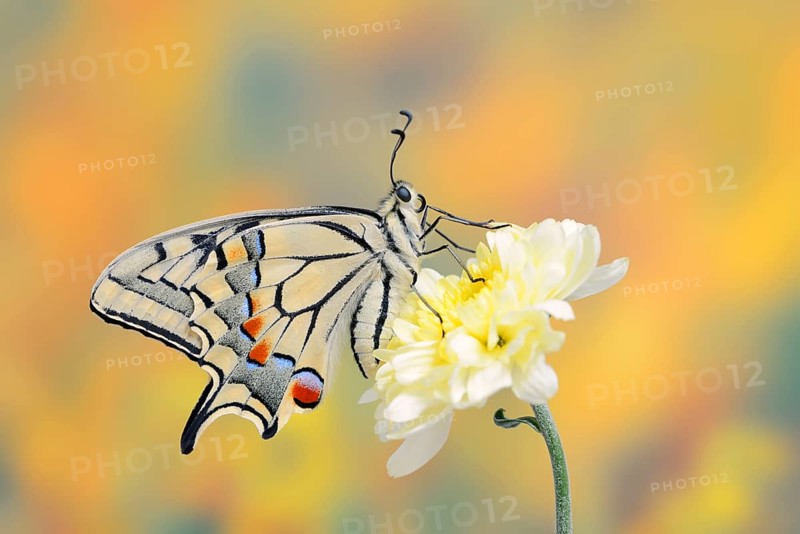 Swallowtail (Papilio machaon) on a flower, North Rhine-Westphalia, Germany