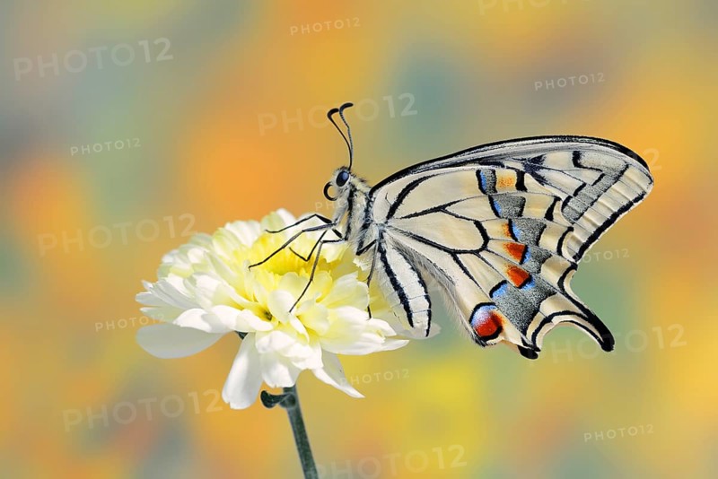 Swallowtail (Papilio machaon) on a flower, North Rhine-Westphalia, Germany