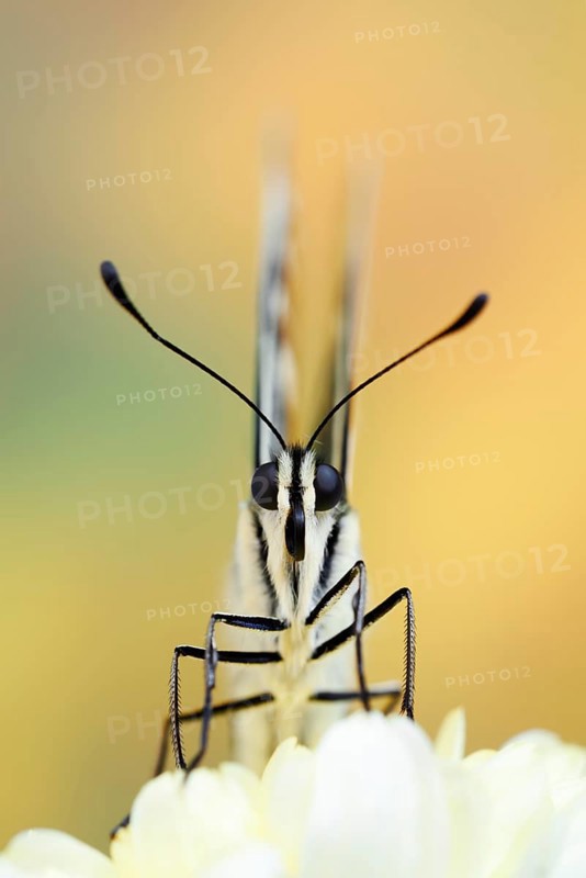 Swallowtail (Papilio machaon), North Rhine-Westphalia, Germany