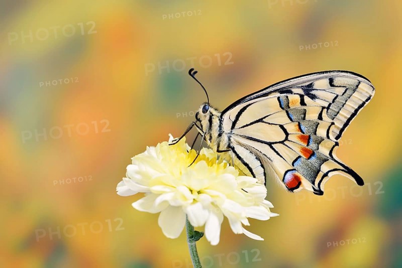 Swallowtail (Papilio machaon) on a flower, North Rhine-Westphalia, Germany