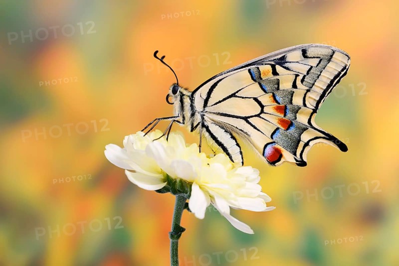 Swallowtail (Papilio machaon) on a flower, North Rhine-Westphalia, Germany