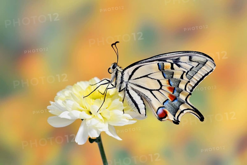 Swallowtail (Papilio machaon) on a flower, North Rhine-Westphalia, Germany