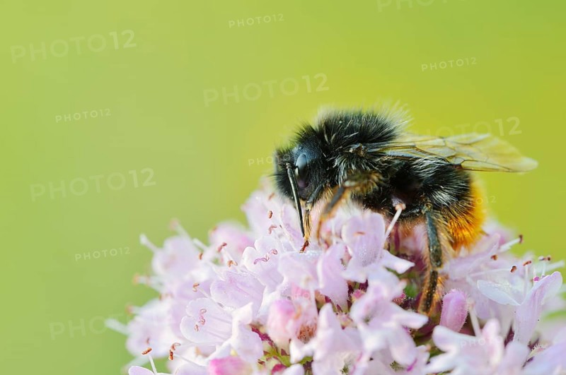 Stone bumblebee (Bombus lapidarius) on a flower of oregano (Origanum vulgare), North Rhine-Westphalia, Germany