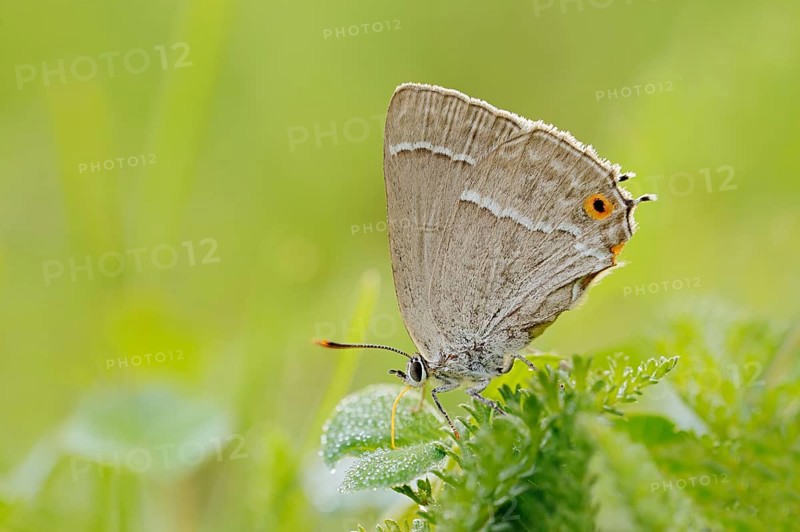 Blue Oak Fritillary (Favonius quercus, Neozephyrus quercus), North Rhine-Westphalia, Germany