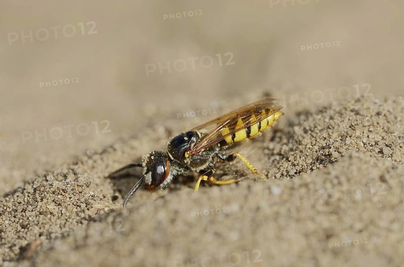 Beewolf (Philanthus triangulum), North Rhine-Westphalia, Germany