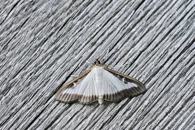Box tree moth (Cydalima perspectalis) on weathered wood, North Rhine-Westphalia, Germany