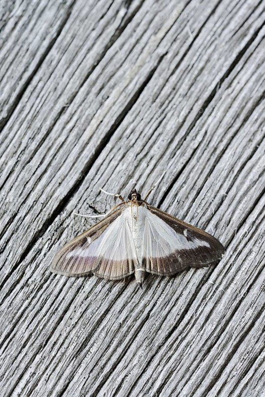 Box tree moth (Cydalima perspectalis) on weathered wood, North Rhine-Westphalia, Germany