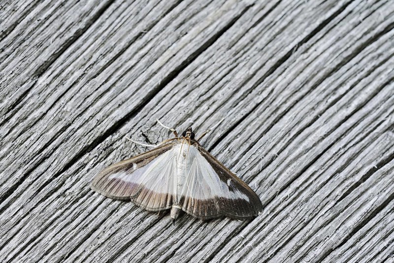 Box tree moth (Cydalima perspectalis) on weathered wood, North Rhine-Westphalia, Germany