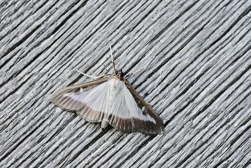 Box tree moth (Cydalima perspectalis) on weathered wood, North Rhine-Westphalia, Germany