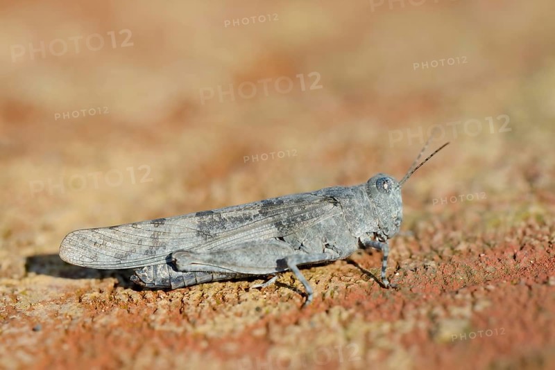 Blue Winged Grasshopper (Sphingonotus caerulans), North Rhine-Westphalia, Germany