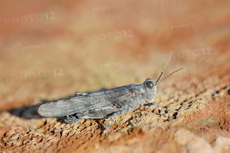 Blue Winged Grasshopper (Sphingonotus caerulans), North Rhine-Westphalia, Germany