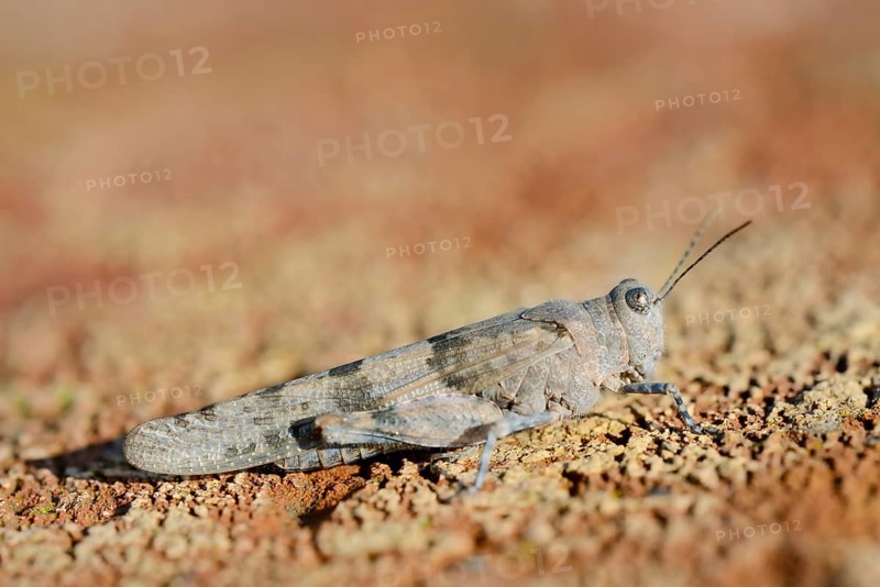 Blue Winged Grasshopper (Sphingonotus caerulans), North Rhine-Westphalia, Germany