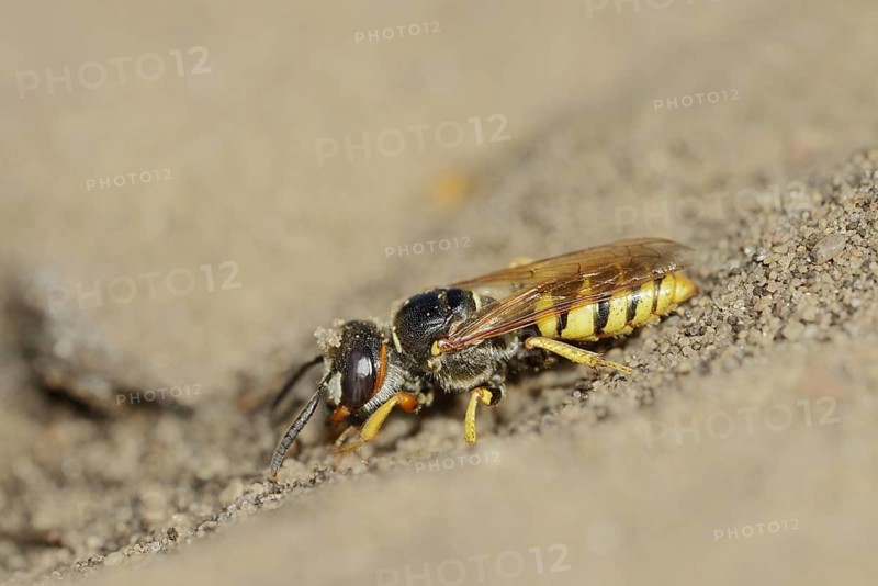 Beewolf (Philanthus triangulum), North Rhine-Westphalia, Germany