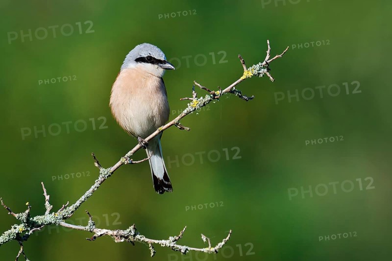 Red-backed shrike (Lanius collurio), male, North Rhine-Westphalia, Germany