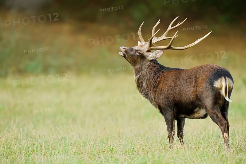 Sika deer (Cervus nippon) flehmen, naturalised species, Sauerland, North Rhine-Westphalia, Germany