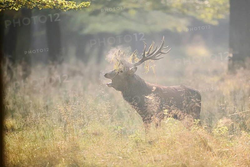 Red deer (Cervus elaphus) roaring in the rutting season, North Rhine-Westphalia, Germany