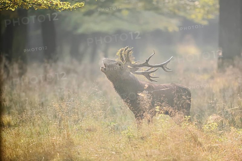 Red deer (Cervus elaphus) roaring in the rutting season, North Rhine-Westphalia, Germany