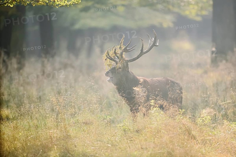 Red deer (Cervus elaphus) roaring in the rutting season, North Rhine-Westphalia, Germany