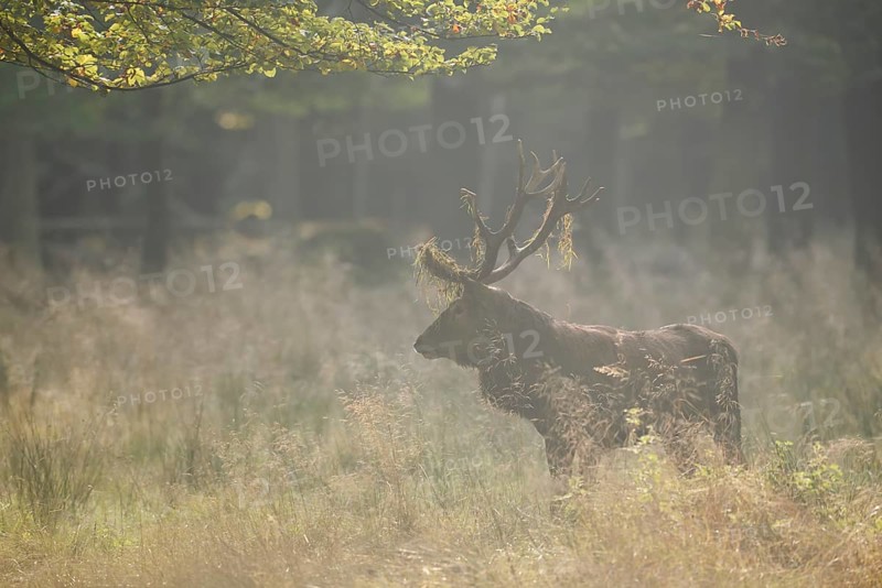 Red deer (Cervus elaphus) in the morning mist, North Rhine-Westphalia, Germany