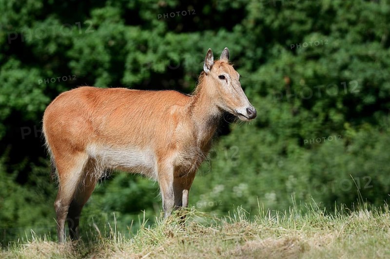 David's deer or milu (Elaphurus davidianus), female, originally native to eastern Asia, extinct in the wild