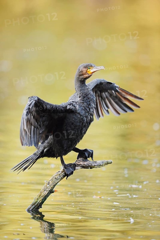 Cormorant (Phalacrocorax carbo) sitting on a branch in the water and drying its wings, North Rhine-Westphalia, Germany