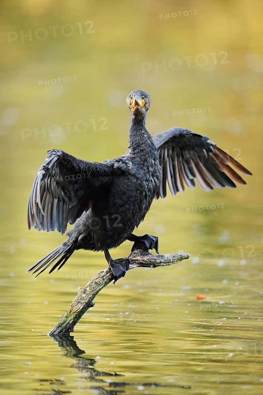 Cormorant (Phalacrocorax carbo) sitting on a branch in the water and drying its wings, North Rhine-Westphalia, Germany