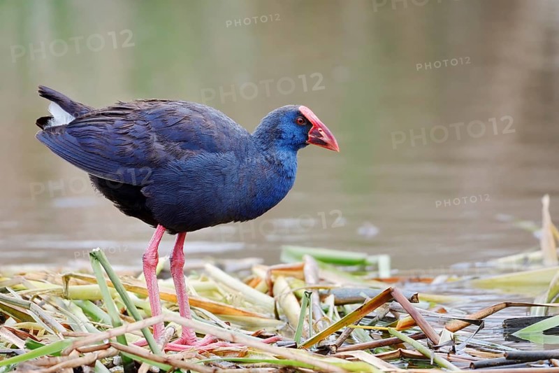 Purple partridge (Porphyrio porphyrio), Algarve, Portugal