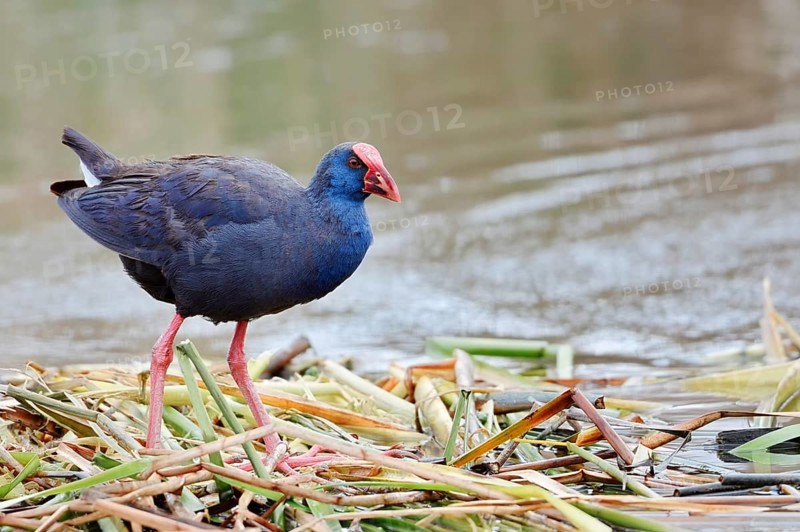 Purple partridge (Porphyrio porphyrio), Algarve, Portugal