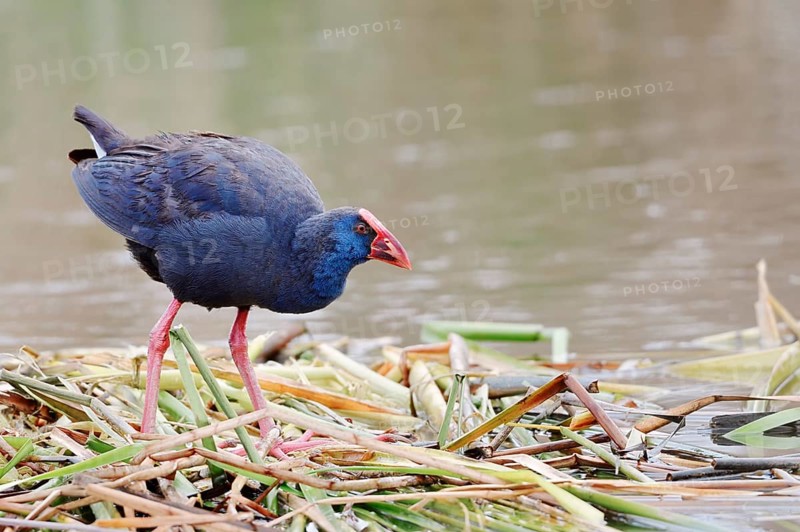 Purple partridge (Porphyrio porphyrio), Algarve, Portugal