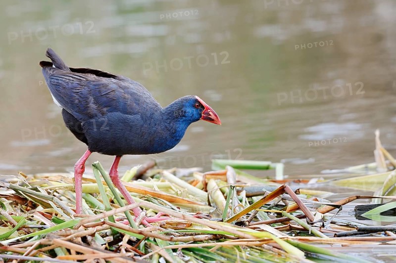 Purple partridge (Porphyrio porphyrio), Algarve, Portugal