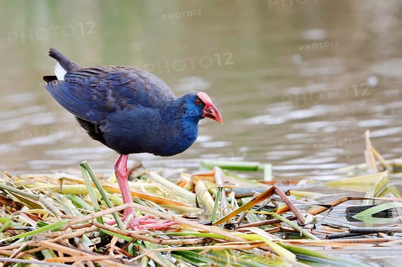 Purple partridge (Porphyrio porphyrio), Algarve, Portugal
