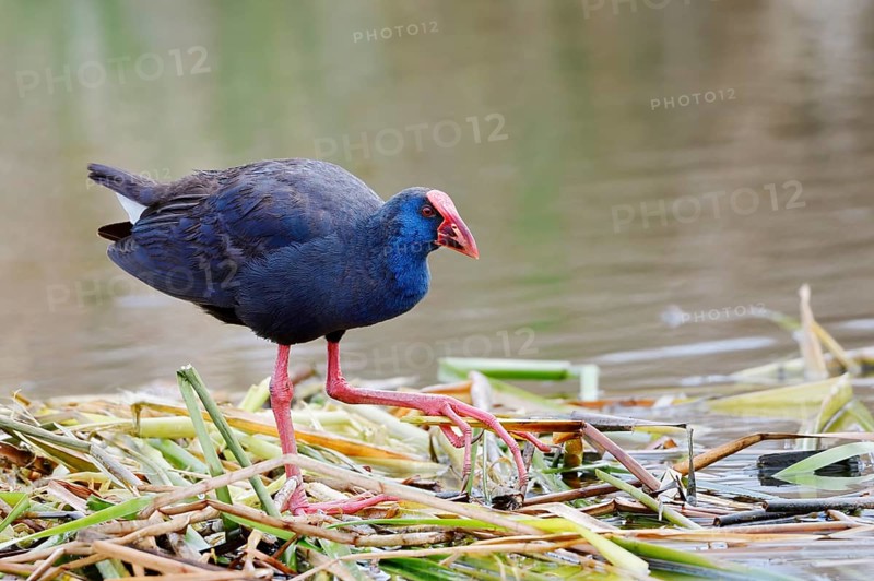 Purple partridge (Porphyrio porphyrio), Algarve, Portugal
