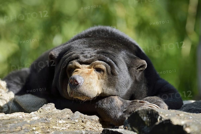 Malayan bear or sun bear (Helarctos malayanus, Ursus malayanus), captive, occurring in Southeast Asia