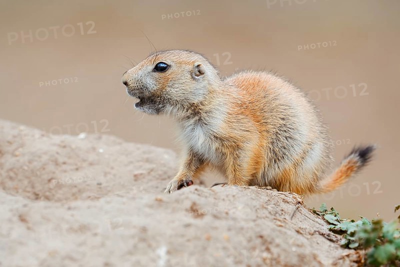 Black-tailed prairie dog (Cynomys ludovicianus), young animal at the den, captive, occurrence in North America
