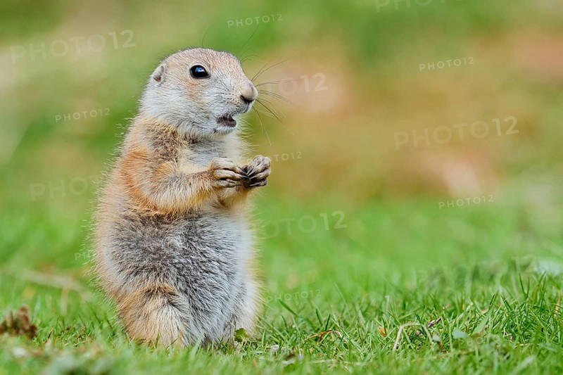 Black-tailed prairie dog (Cynomys ludovicianus), young animal sitting in a meadow, captive, occurrence in North America