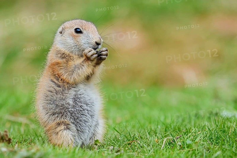 Black-tailed prairie dog (Cynomys ludovicianus), young animal sitting feeding in a meadow, captive, occurrence in North America
