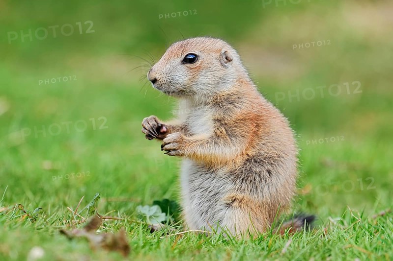 Black-tailed prairie dog (Cynomys ludovicianus), young animal sitting in a meadow, captive, occurrence in North America