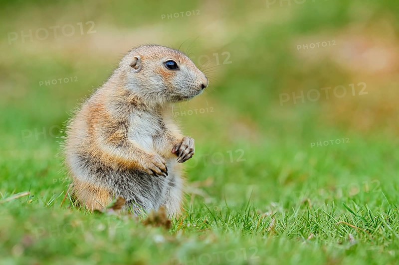Black-tailed prairie dog (Cynomys ludovicianus), young animal sitting in a meadow, captive, occurrence in North America