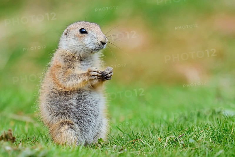 Black-tailed prairie dog (Cynomys ludovicianus), young animal sitting in a meadow, captive, occurrence in North America
