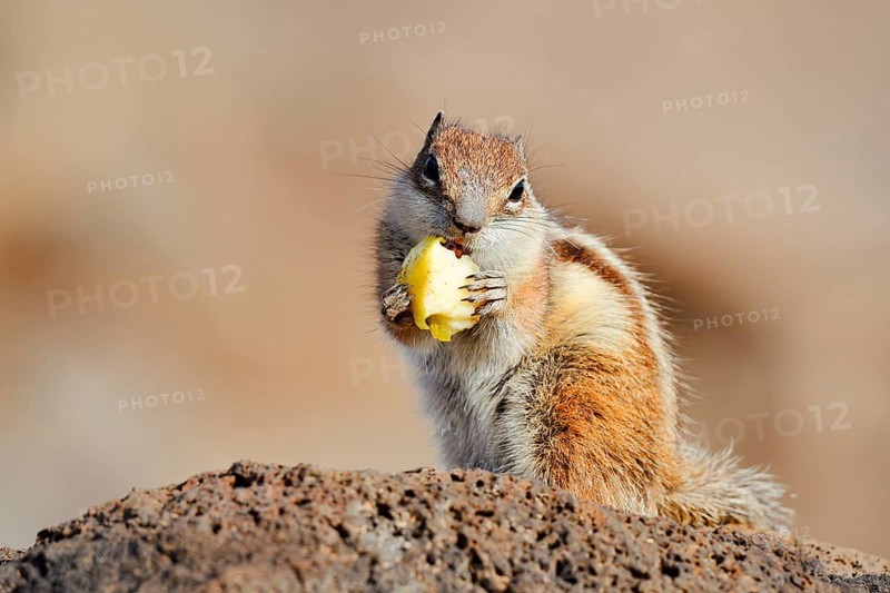 Atlas squirrel or North African bristle squirrel (Atlantoxerus getulus) sits feeding on a rock, Fuerteventura, Canary Islands, Spain