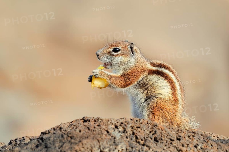 Atlas squirrel or North African bristle squirrel (Atlantoxerus getulus) sits feeding on a rock, Fuerteventura, Canary Islands, Spain