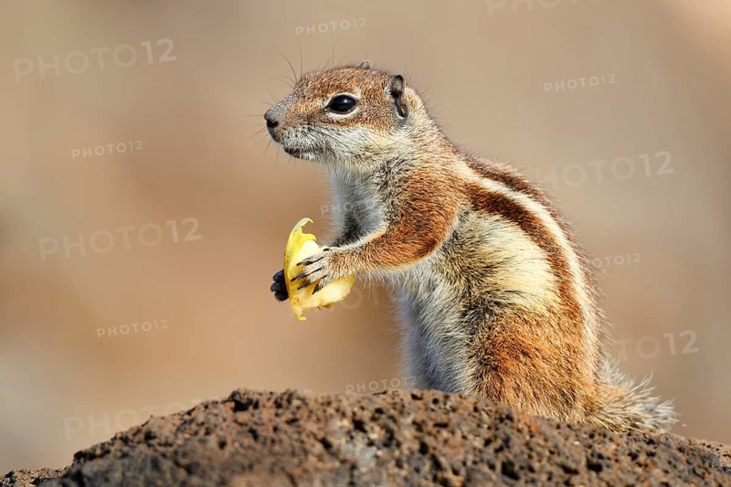 Atlas squirrel or North African bristle squirrel (Atlantoxerus getulus) sits feeding on a rock, Fuerteventura, Canary Islands, Spain