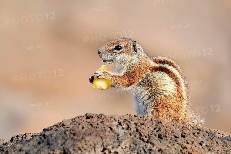 Atlas squirrel or North African bristle squirrel (Atlantoxerus getulus) sits feeding on a rock, Fuerteventura, Canary Islands, Spain