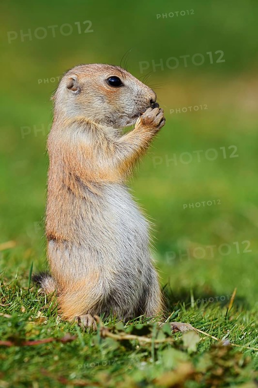 Black-tailed prairie dog (Cynomys ludovicianus), young animal sitting feeding in a meadow, captive, occurrence in North America