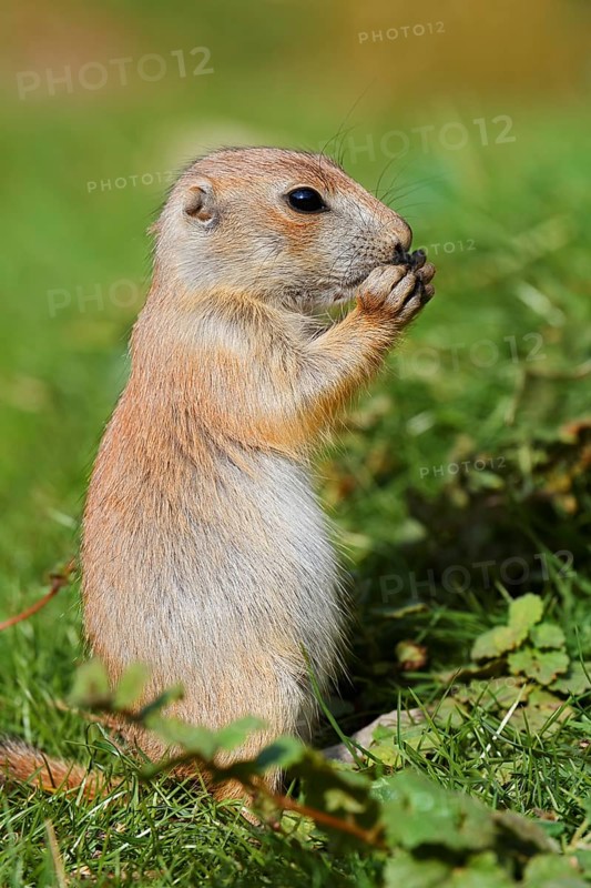 Black-tailed prairie dog (Cynomys ludovicianus), young animal sitting feeding in a meadow, captive, occurrence in North America