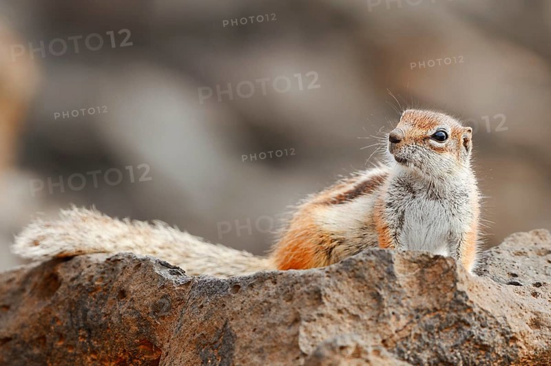 Atlas squirrel or North African bristle squirrel (Atlantoxerus getulus), Fuerteventura, Canary Islands, Spain