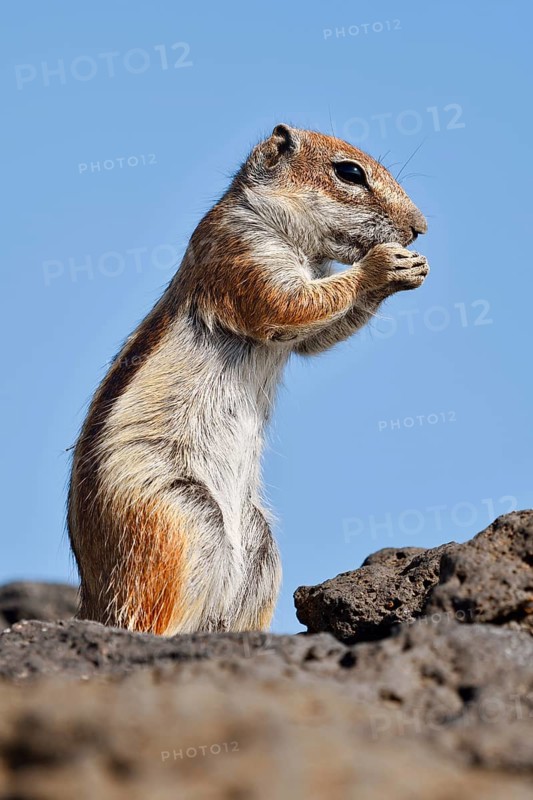 Atlas squirrel or North African bristle squirrel (Atlantoxerus getulus) stands feeding on a rock, Fuerteventura, Canary Islands, Spain