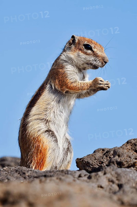 Atlas squirrel or North African bristle squirrel (Atlantoxerus getulus) stands feeding on a rock, Fuerteventura, Canary Islands, Spain