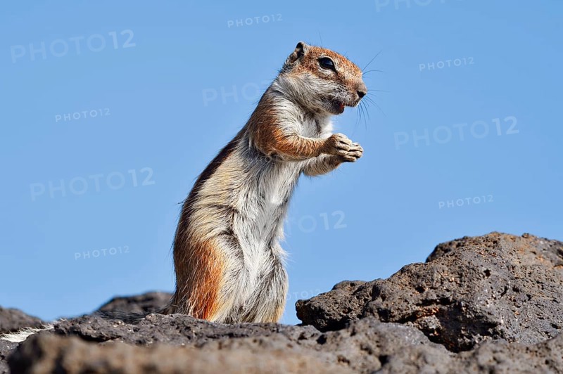 Atlas squirrel or North African bristle squirrel (Atlantoxerus getulus) stands feeding on a rock, Fuerteventura, Canary Islands, Spain